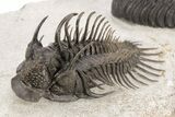 Nice Spiny Comura Trilobite With Morocops #214403-6